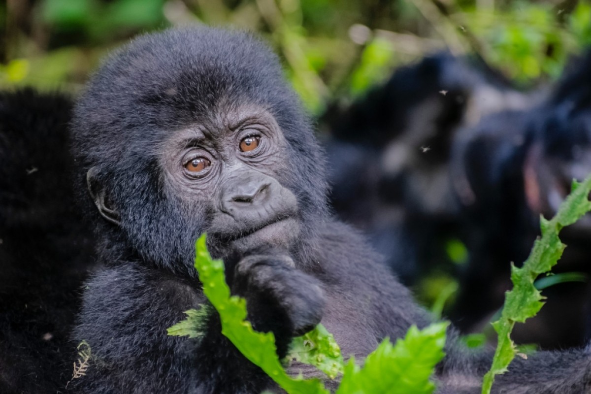 8 Day Gorilla & Chimps Wildlife Safari 1