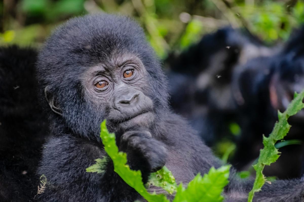8 Day Gorilla & Chimps Wildlife Safari 8 Day Gorilla & Chimps Wildlife Safari