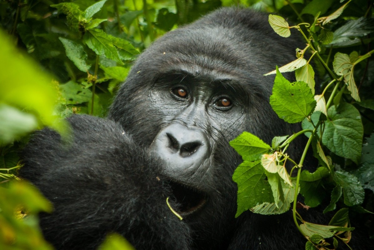 5-Day Chimpanzee & Gorilla Trekking Safari in Uganda 1