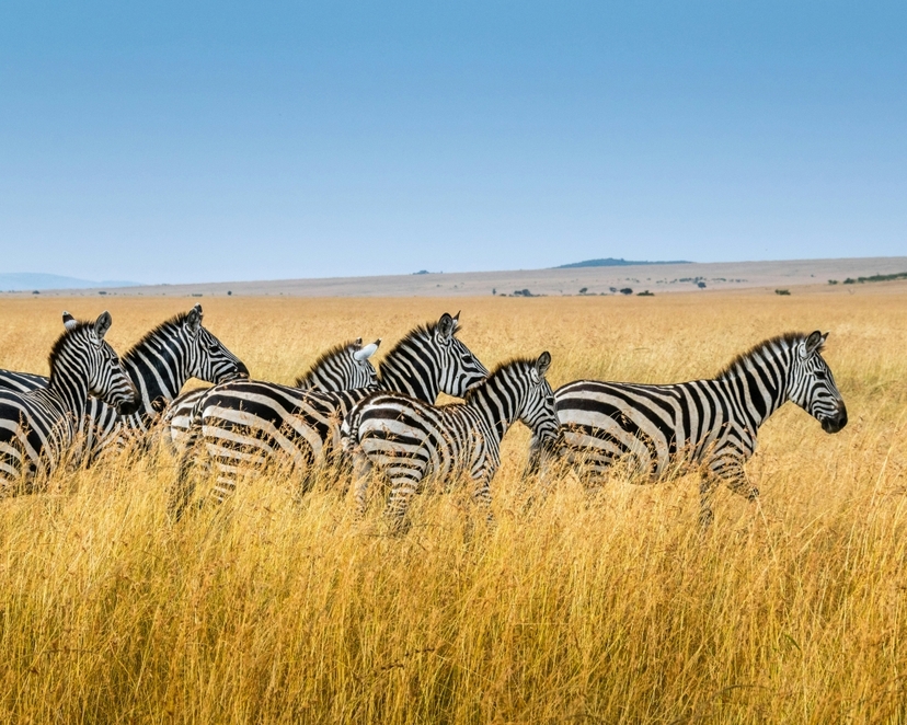 4-Day Maasai Mara Safari - Private Safari 3
