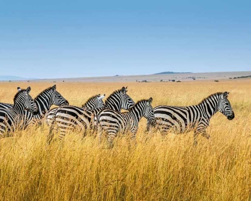 4-Day Maasai Mara Safari - Private Safari 3