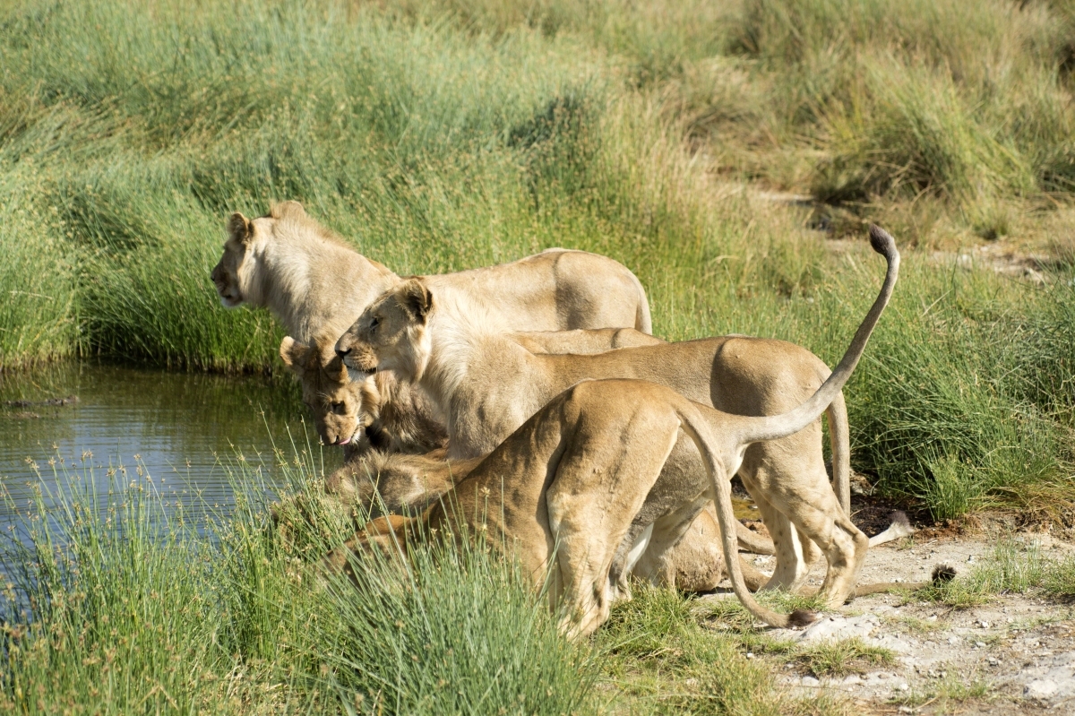 9 Days Wildlife Adventure 1