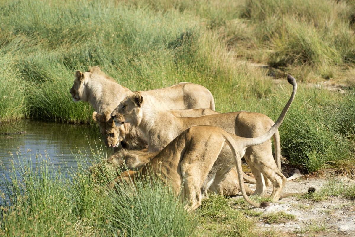 9 Days Wildlife Adventure 9 Days Wildlife Adventure