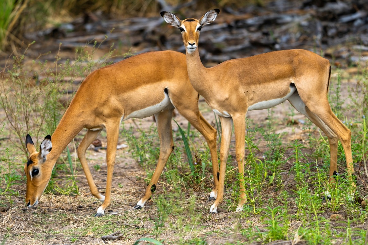 7-Day Uganda Primate & Wildlife Safari 1