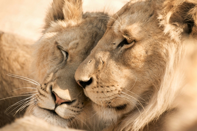 7-Day Uganda Primate & Wildlife Safari 2