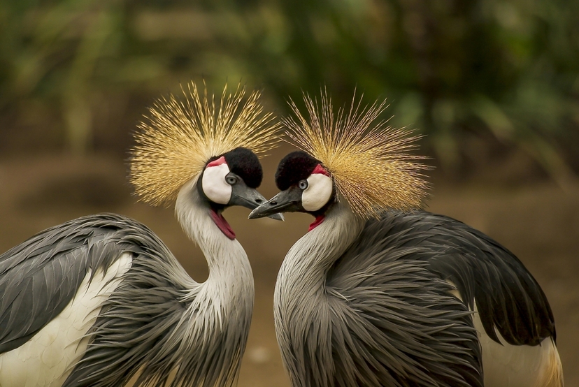 7-Day Uganda Primate & Wildlife Safari 3