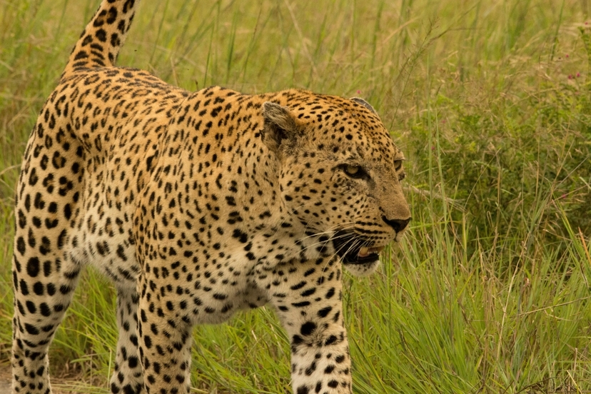 7-Day Uganda Primate & Wildlife Safari 4