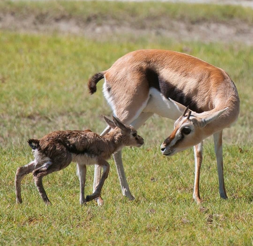 3 Day Adventurous Safari to Queen Elizabeth National Park 2