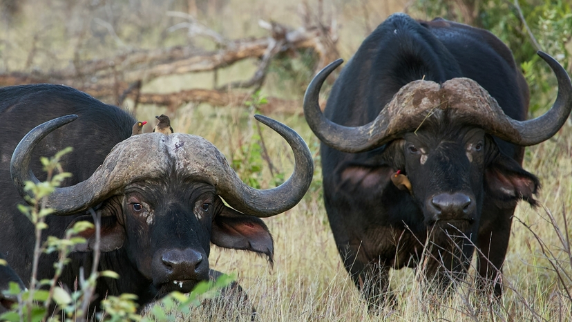 3 Day Adventurous Safari to Queen Elizabeth National Park 4