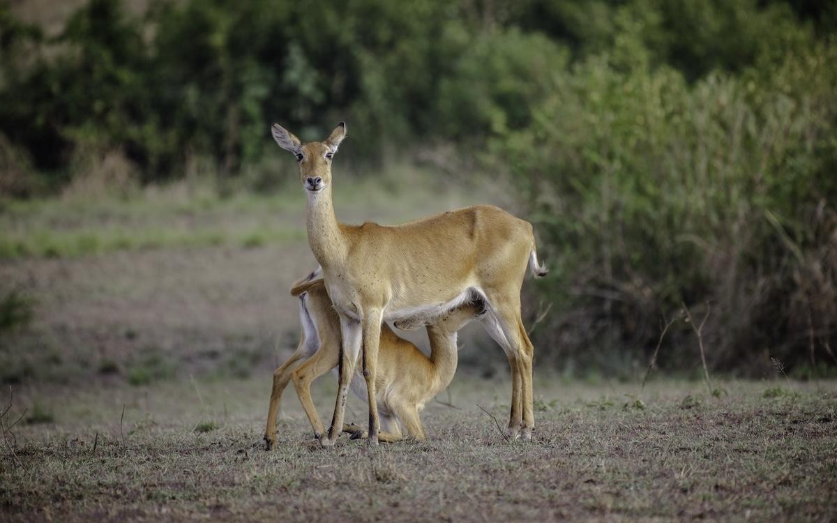 3 Day Adventurous Safari to Queen Elizabeth National Park 3 Day Adventurous Safari to Queen Elizabeth National Park