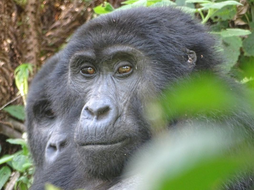 3 Days Uganda Gorilla Safari 3 Days Uganda Gorilla Safari