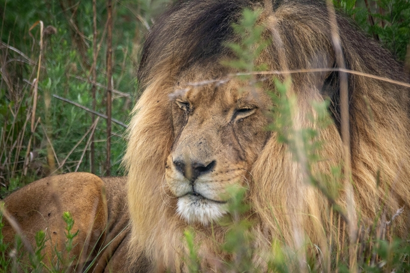3 Day Murchsion Fall Safari 4