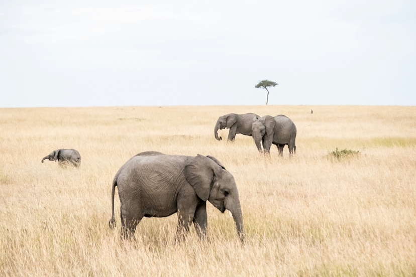 9 Day Uganda Murchison Falls Big Five 4