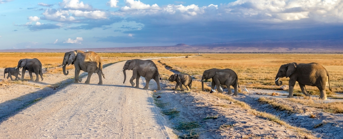 7-Day Kenya Luxury Safari | Amboseli | Naivasha | Mara NR 1