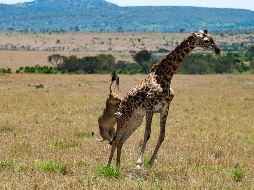 7-Day Kenya Luxury Safari | Amboseli | Naivasha | Mara NR 4