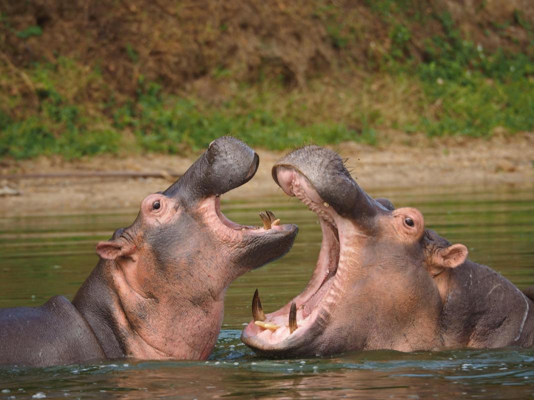 3 Day Lake Mburo National Park Wildlife Safari Uganda 3 Day Lake Mburo National Park Wildlife Safari Uganda