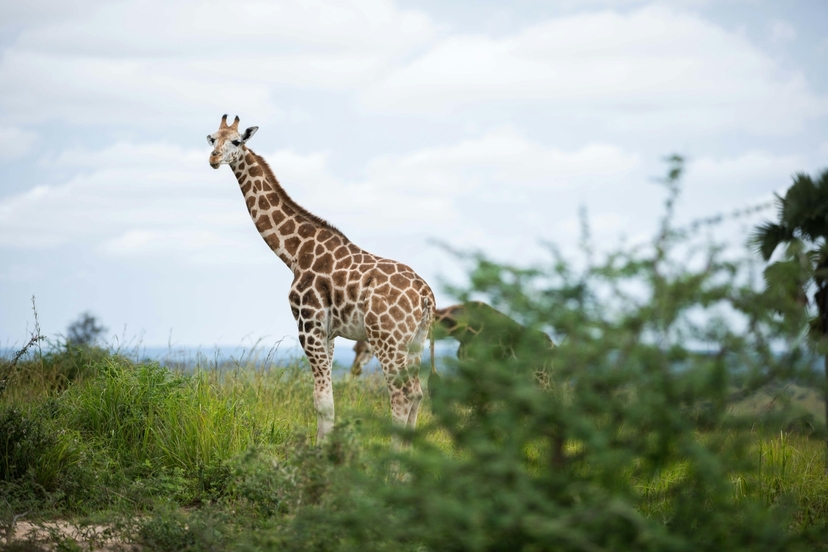 3 Day Lake Mburo National Park Wildlife Safari Uganda 2