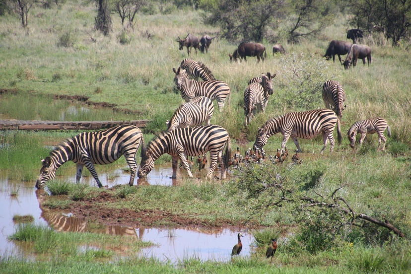 3 Day Lake Mburo National Park Wildlife Safari Uganda 4