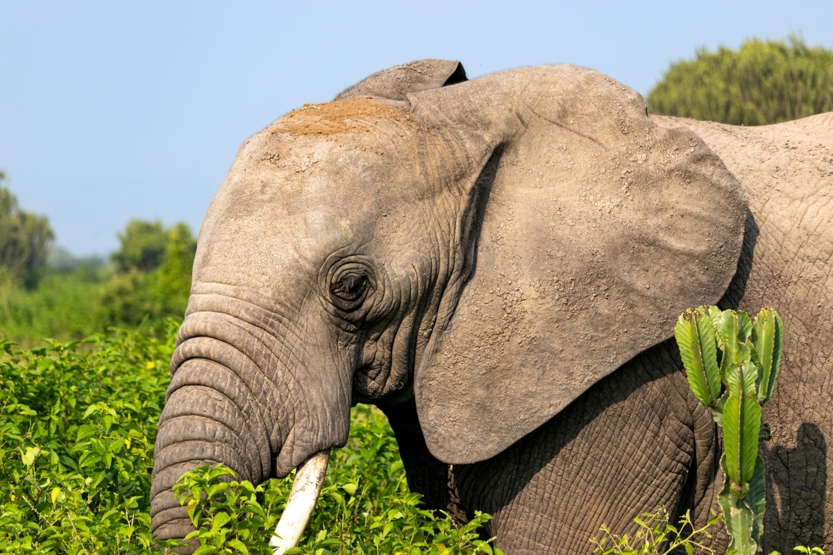 7-Day Customizable Gorilla, Chimpanzee & Wildlife Safari 1