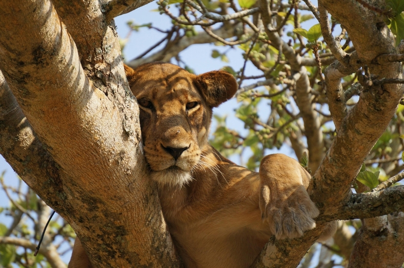 7-Day Customizable Gorilla, Chimpanzee & Wildlife Safari 3