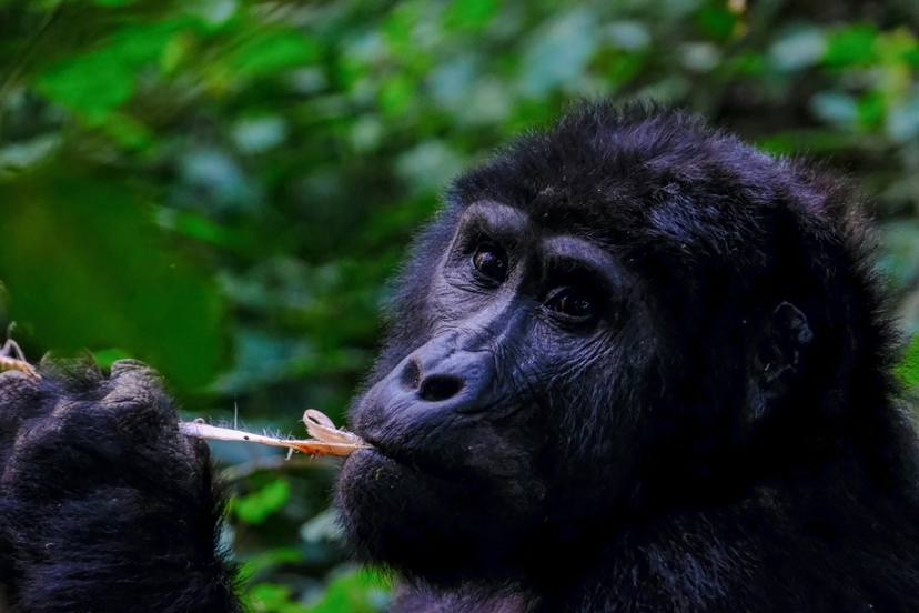 7-Day Customizable Gorilla, Chimpanzee & Wildlife Safari 4