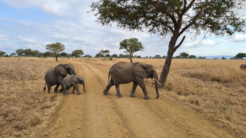 1-Day Private Safari: Zanzibar to Nyerere National Park by Flight 4