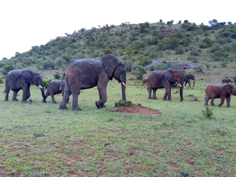 4-Day Kenya Classic Safari: Amboseli, Tsavo West & Tsavo East Adventure 3