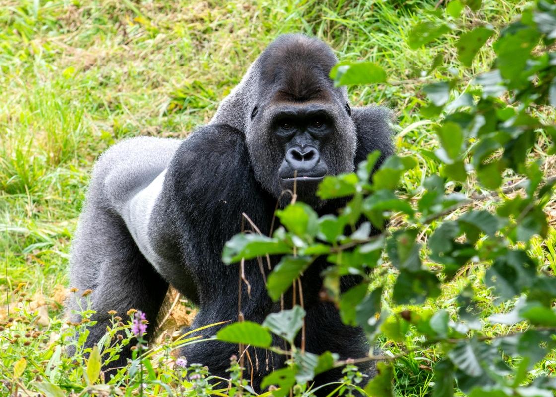 14 DAYS CONGO – UGANDA EXPLORER SAFARI 14 DAYS CONGO – UGANDA EXPLORER SAFARI