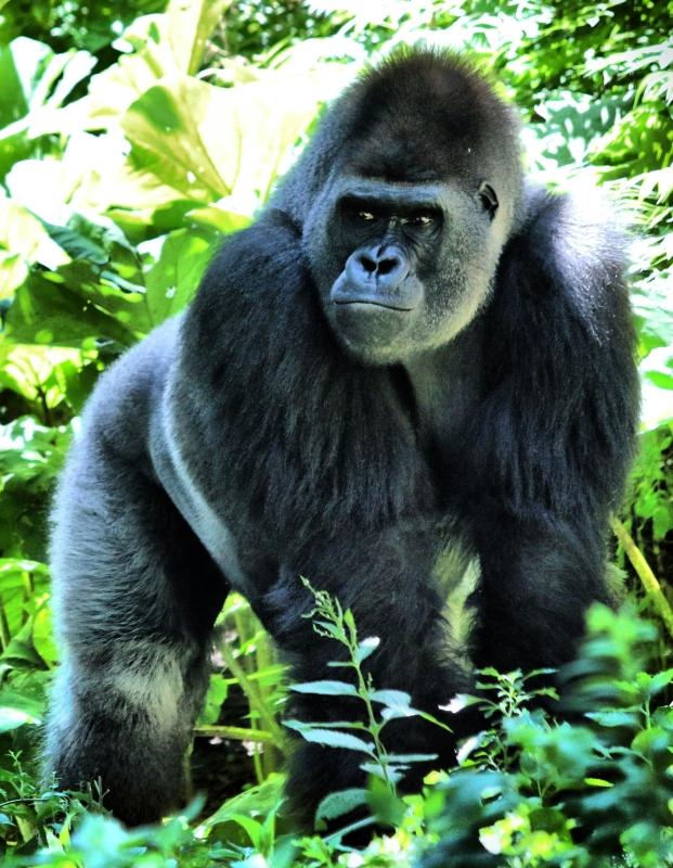 7 DAYS – CONGO EXPLORER SAFARI 7 DAYS – CONGO EXPLORER SAFARI