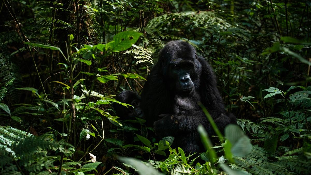 5 DAYS – CONGO EXPLORER SAFARI 5 DAYS – CONGO EXPLORER SAFARI