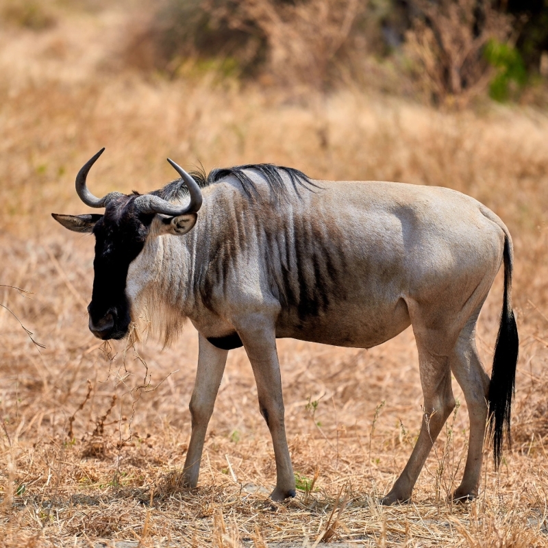 6 Days Kenya Explorer Safari: Sopa Lodges & Flamingo Hill Camp Stay 3