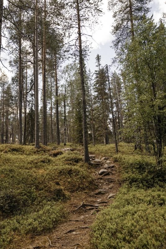 Lapland Berry Day Experience Lapland Berry Day Experience