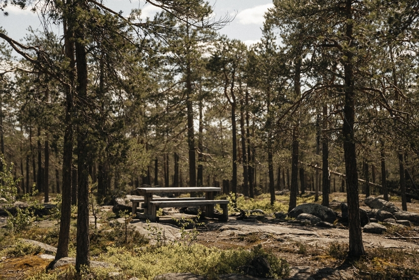 Lapland Berry Day Experience 2