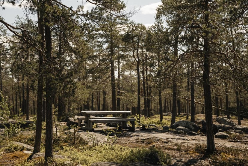 Lapland Berry Day Experience 2