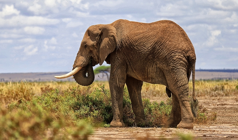 3 Days Amboseli Safari 2