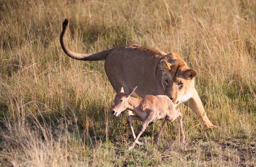 3 Days Amboseli Safari 4