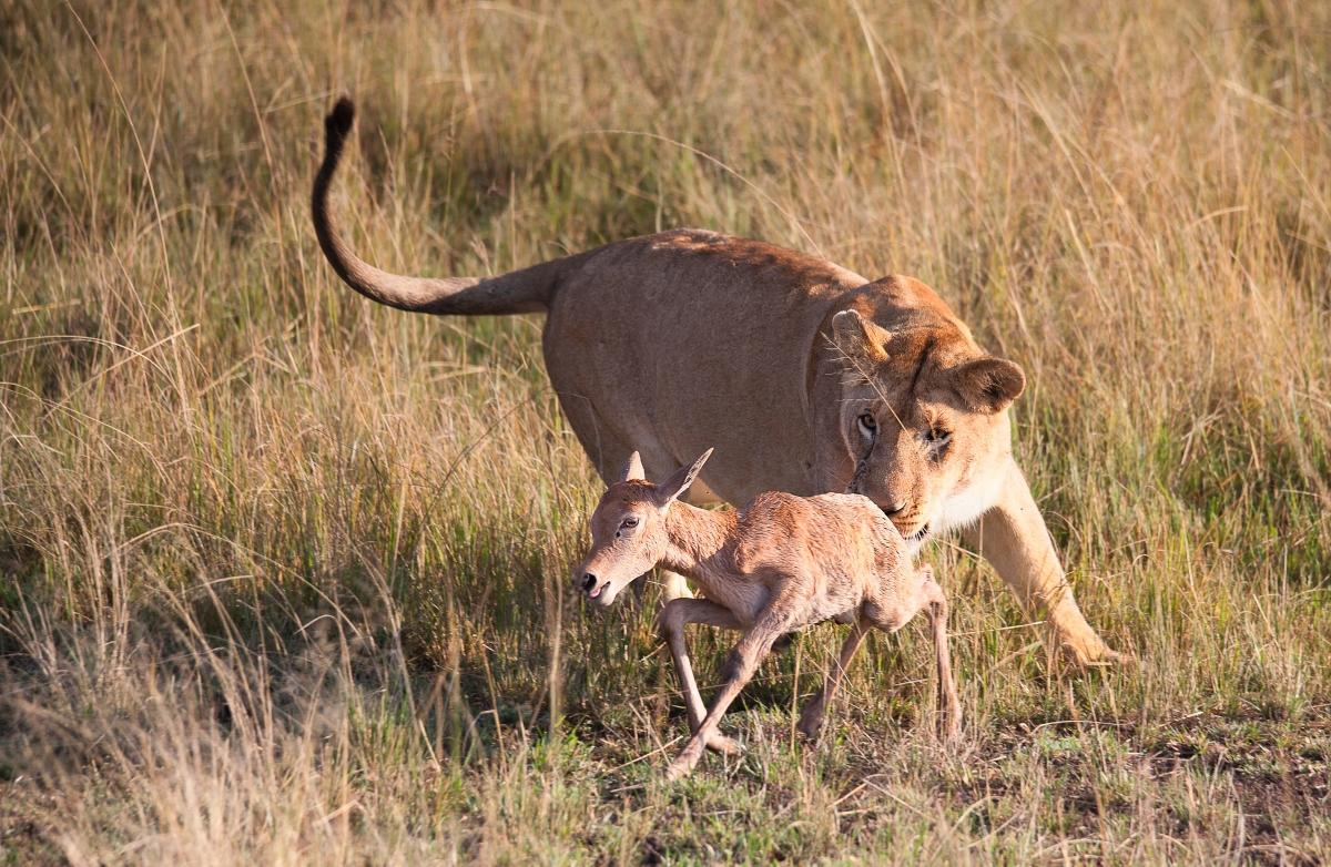 7-Day Kenya Safari Adventure – Amboseli, Lake Naivasha, Lake Nakuru & Masai Mara 7-Day Kenya Safari Adventure – Amboseli, Lake Naivasha, Lake Nakuru & Masai Mara