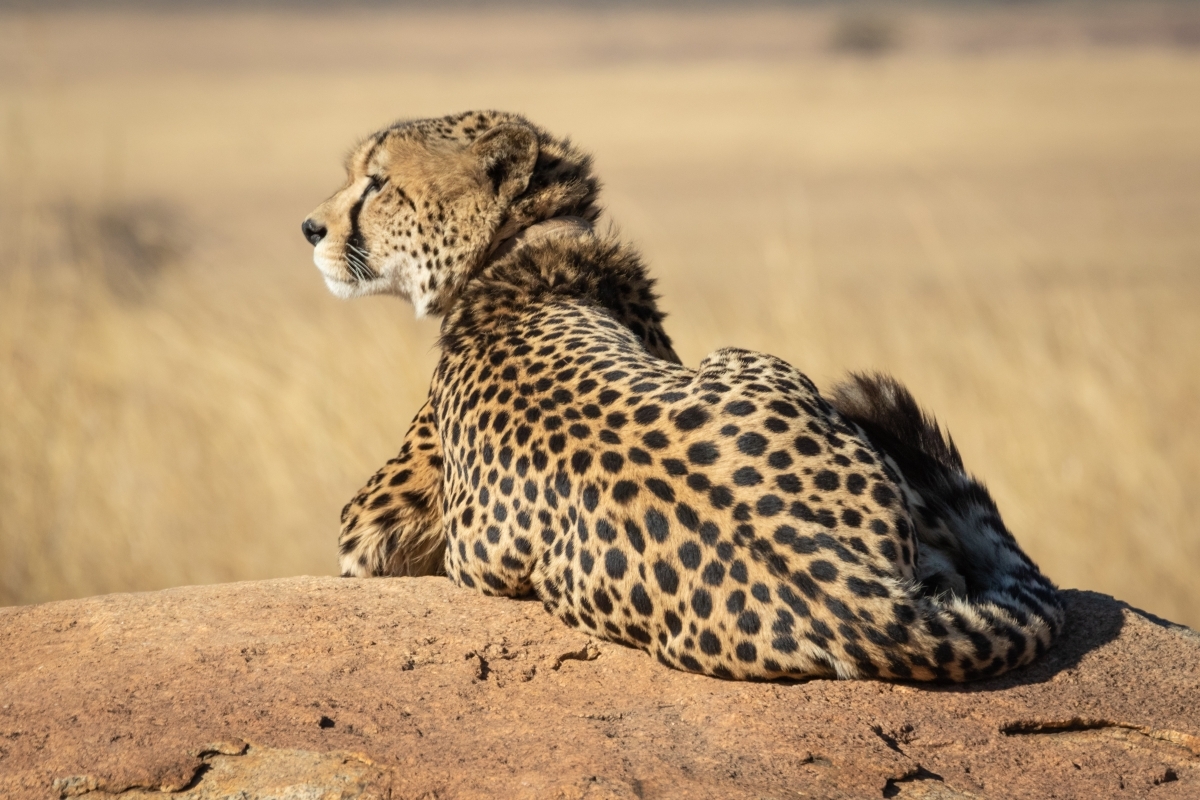 3-Day Masai Mara Safari 1