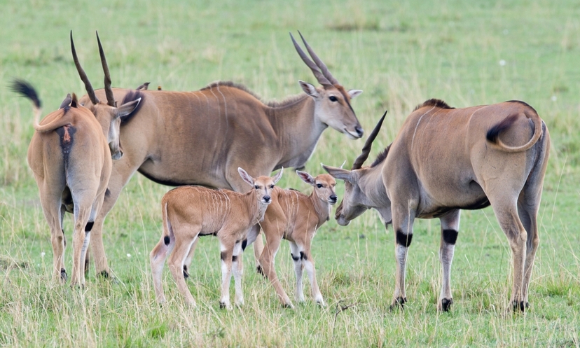 3-Day Masai Mara Safari 2
