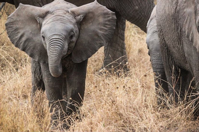 3-Day Masai Mara Safari 3