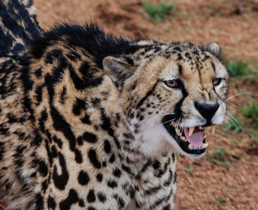 2-day safari from Mombasa or Diani to Tsavo East National Park 2