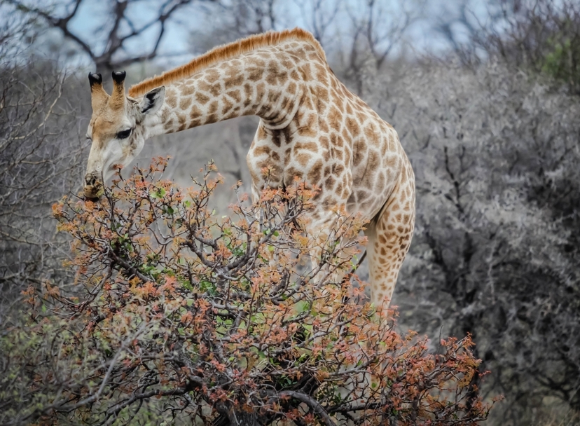 2-day safari from Mombasa or Diani to Tsavo East National Park 3