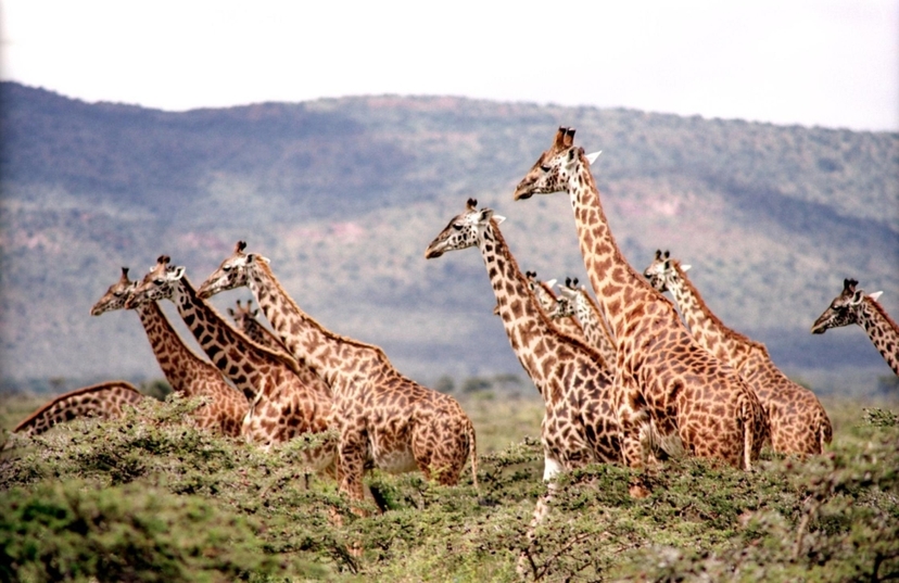 2-day safari from Mombasa or Diani to Tsavo East National Park 4