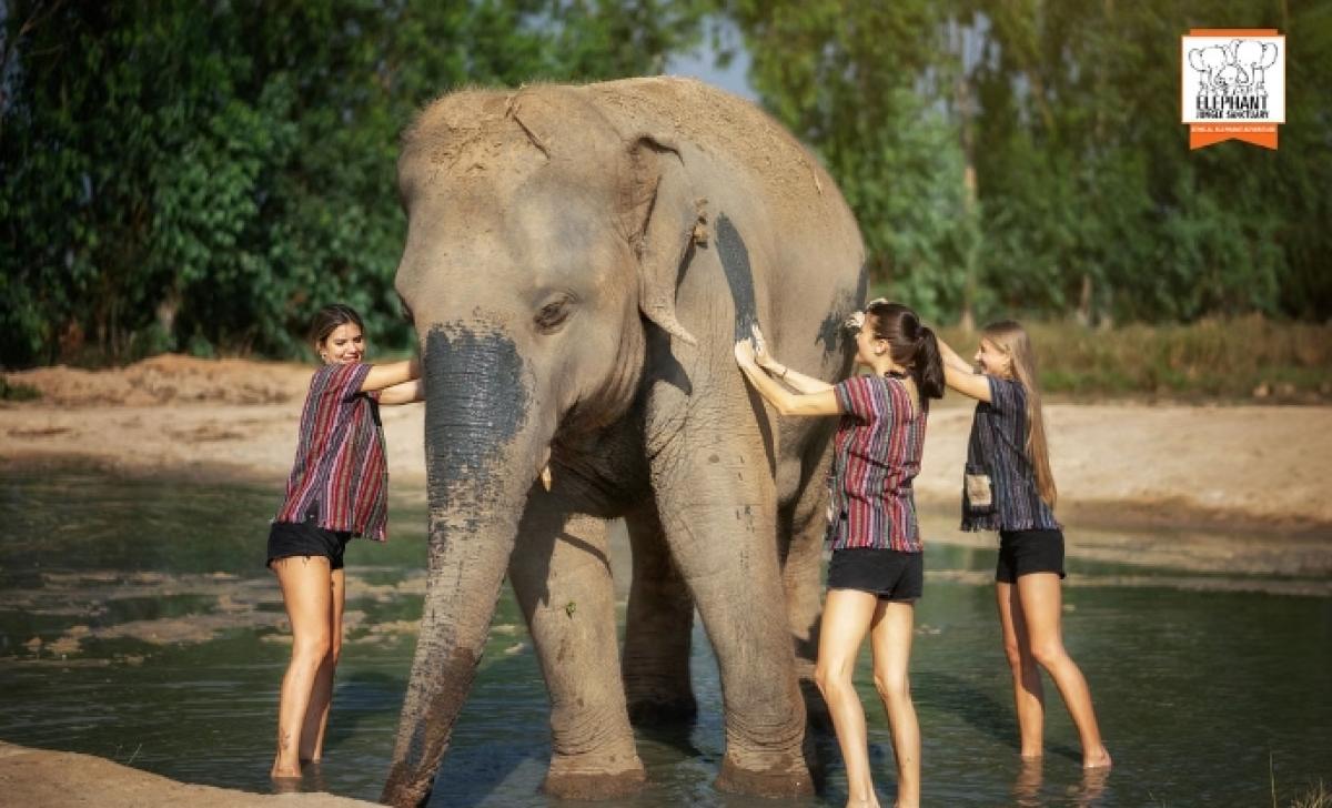 Elephant Jungle Sanctuary Pattaya - Half day tour Elephant Jungle Sanctuary Pattaya - Half day tour