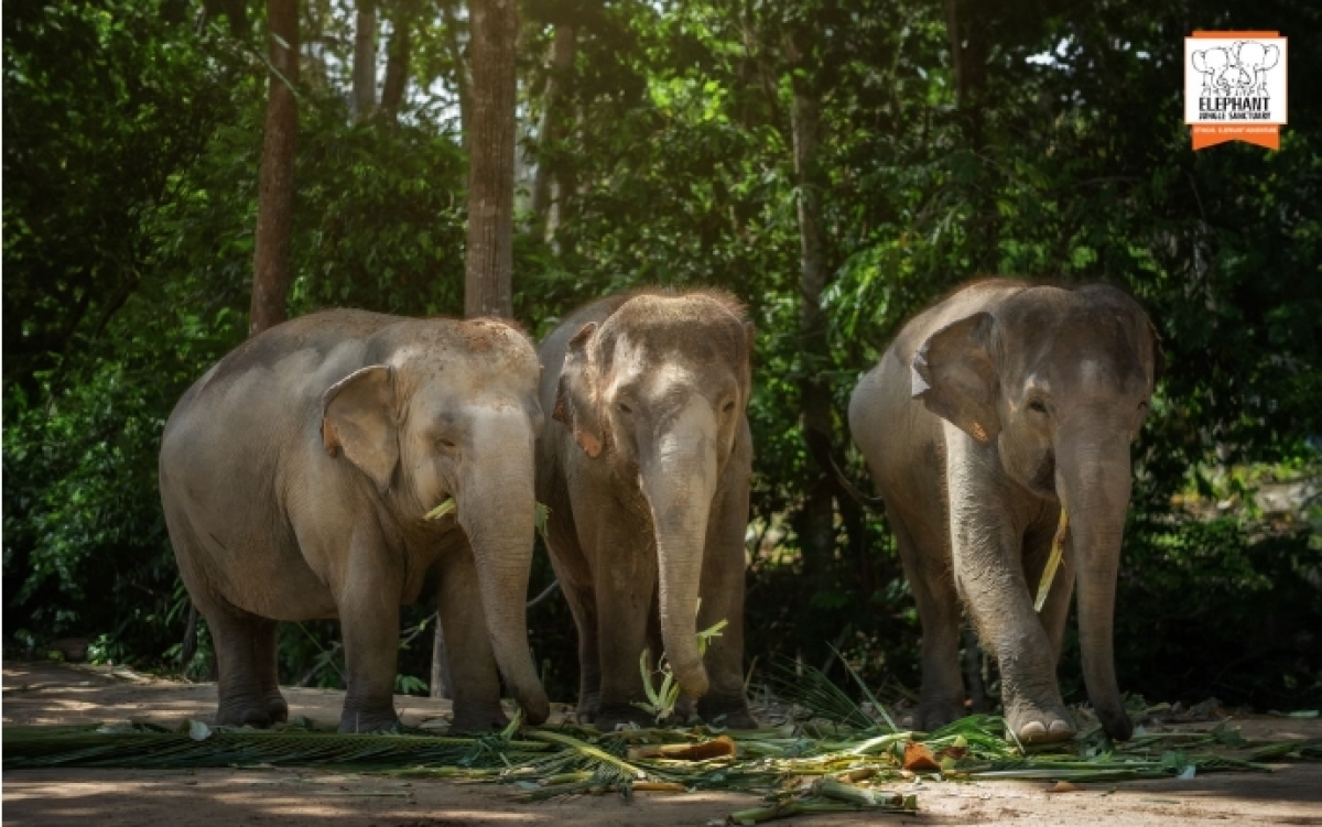 Half day Visit Elephant Sanctuary Samui 1