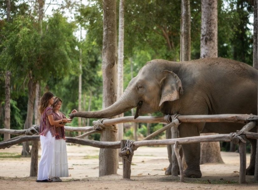 Half day Visit Elephant Sanctuary Samui 3