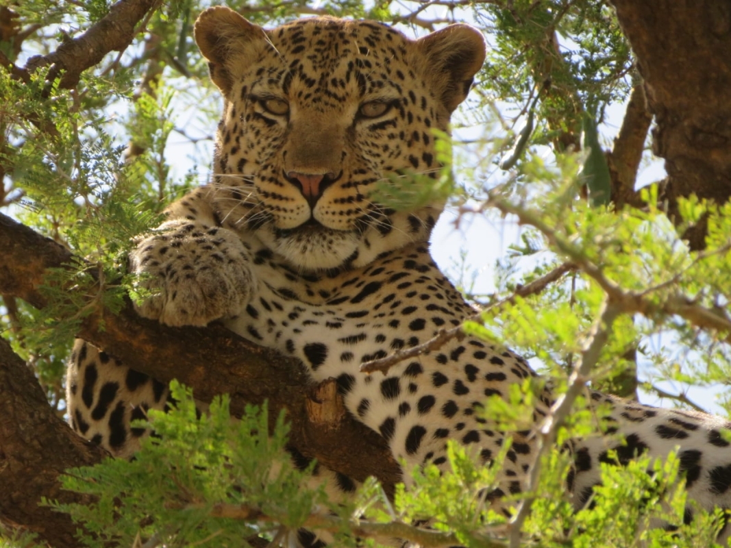7 Days Safari 1