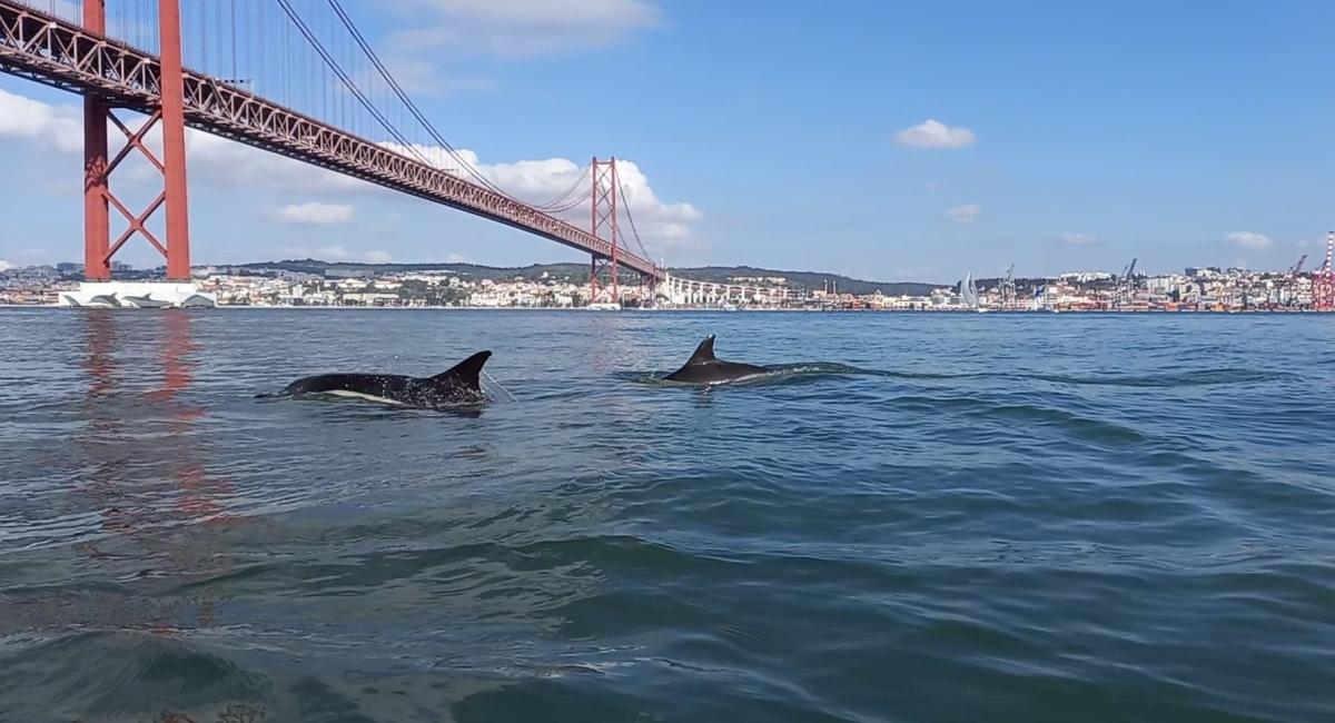 Dolphin Watching Lisbon Dolphin Watching Lisbon