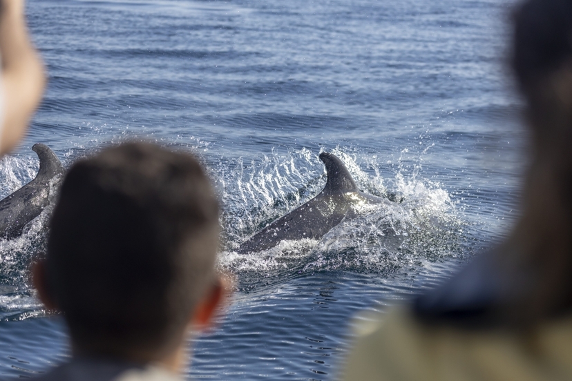 Dolphin Watching Lisbon 2