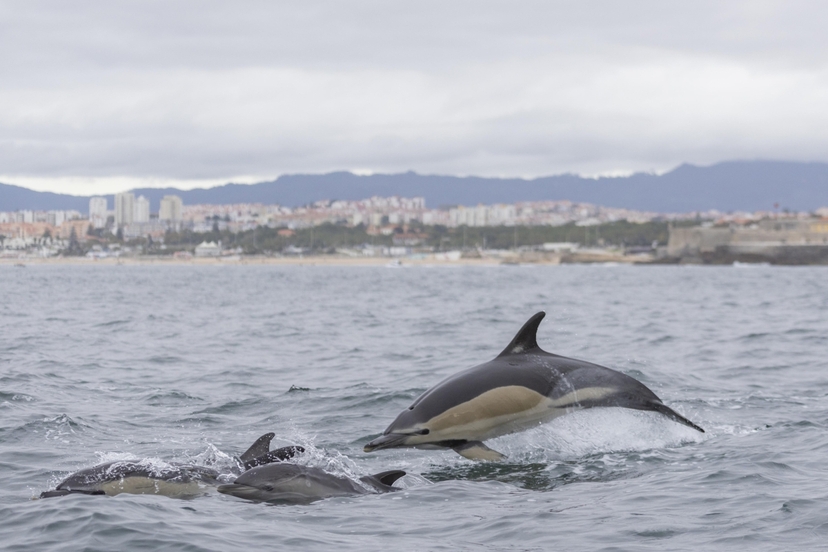 Dolphin Watching Lisbon 3